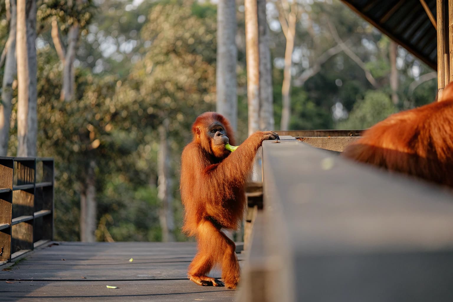 Orangutan calmly observing guests from a canopy platform in Sabah